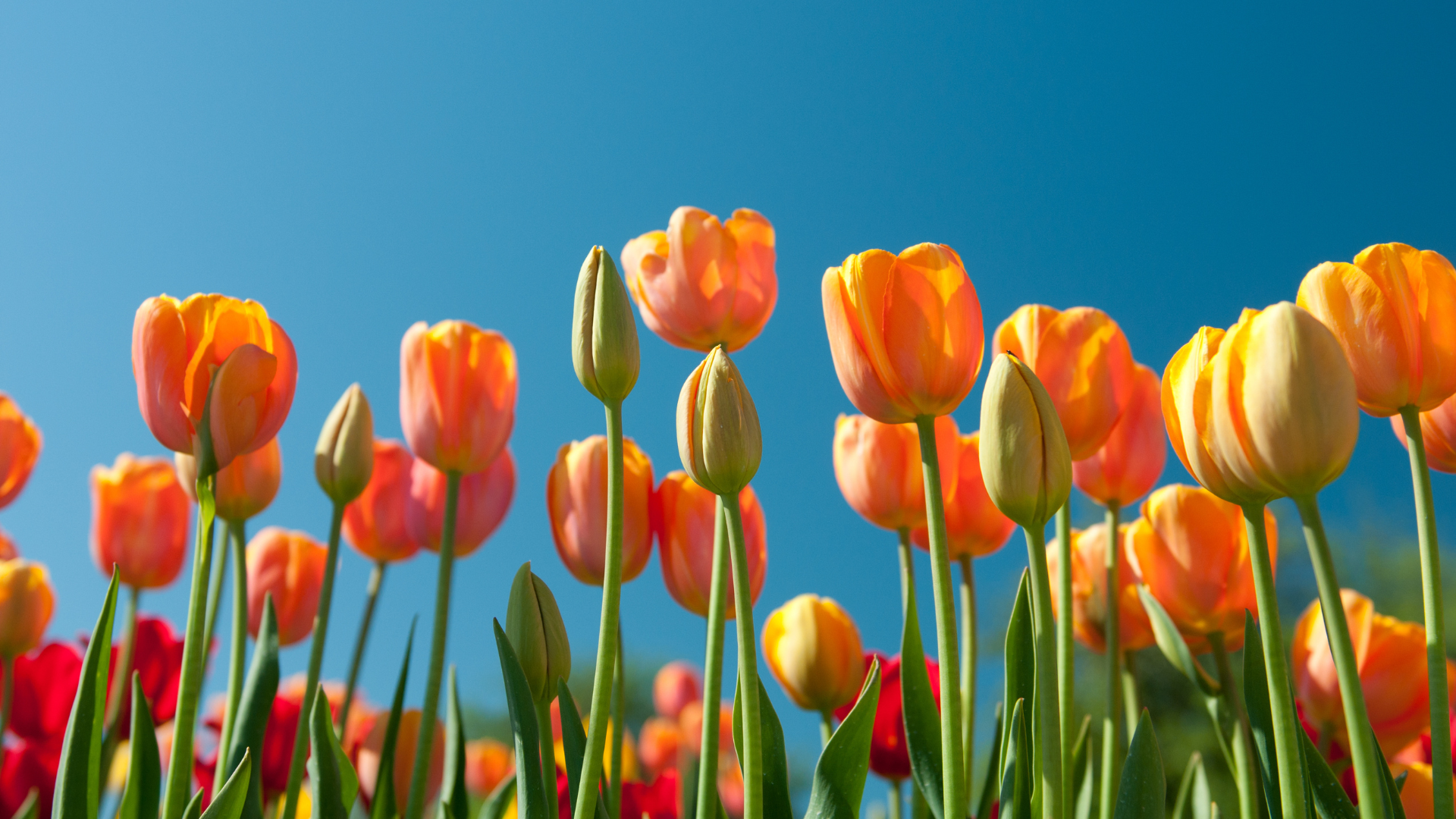 Flowers representing the idea of managing setbacks and practicing resilience.