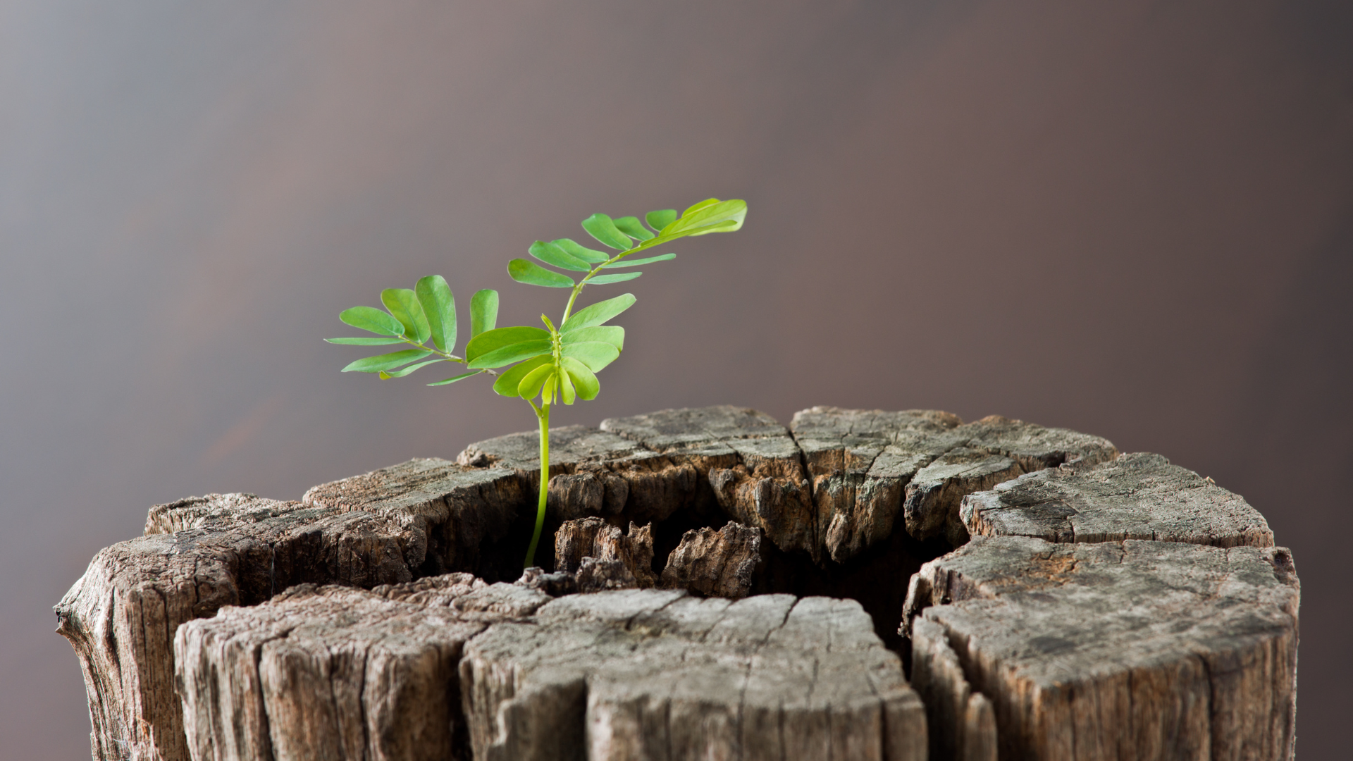 A plant grows out of an old, chopped-down tree, a representation of managing setbacks and practicing resilience.